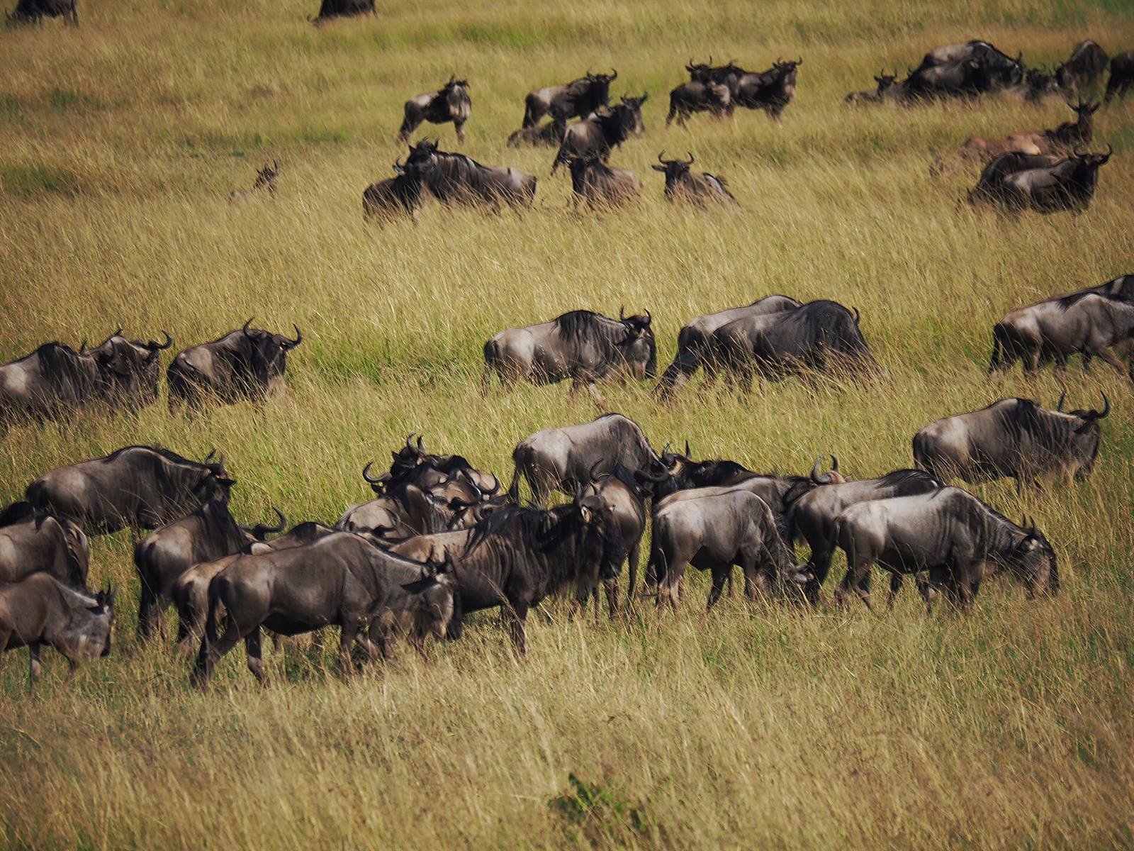 Kenya Safari — Masai Mara, Lake Nakuru, Amboseli